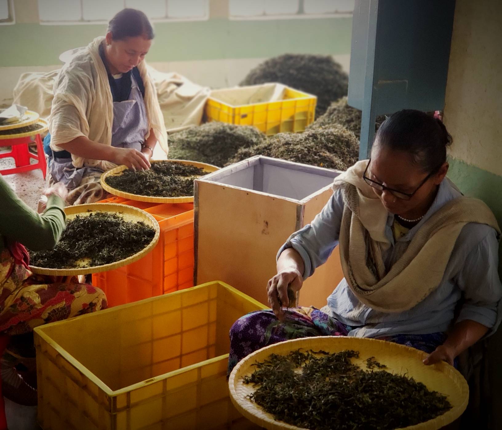 Tea being handprocessed in India.