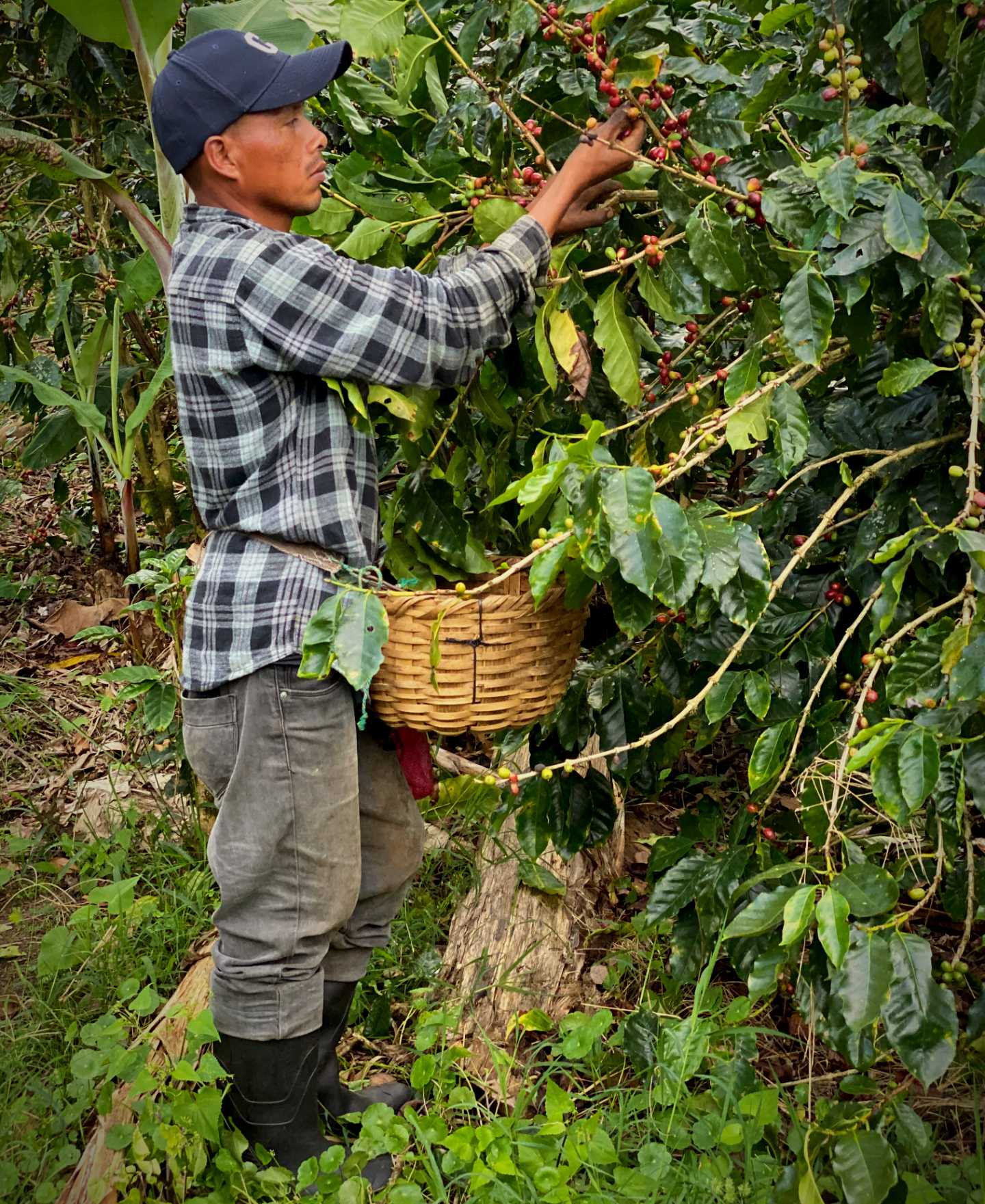 Coffee Picker El Recreo Coffee Farm Nicaragua