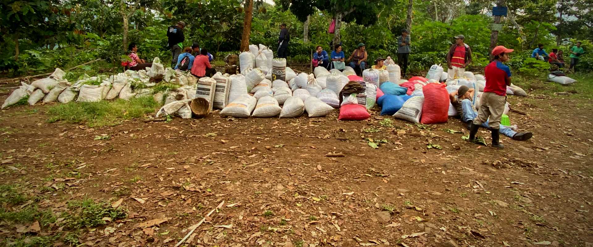 A Day in the Life of a Coffee Picker