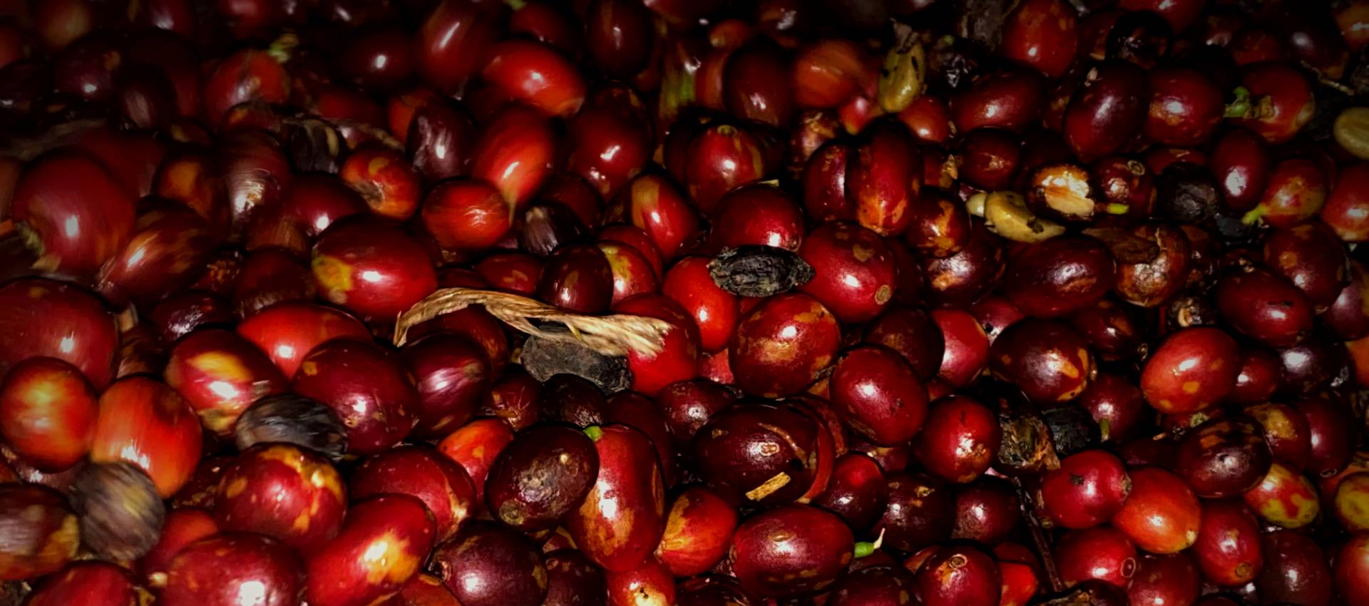 What is Shade-Grown Coffee?