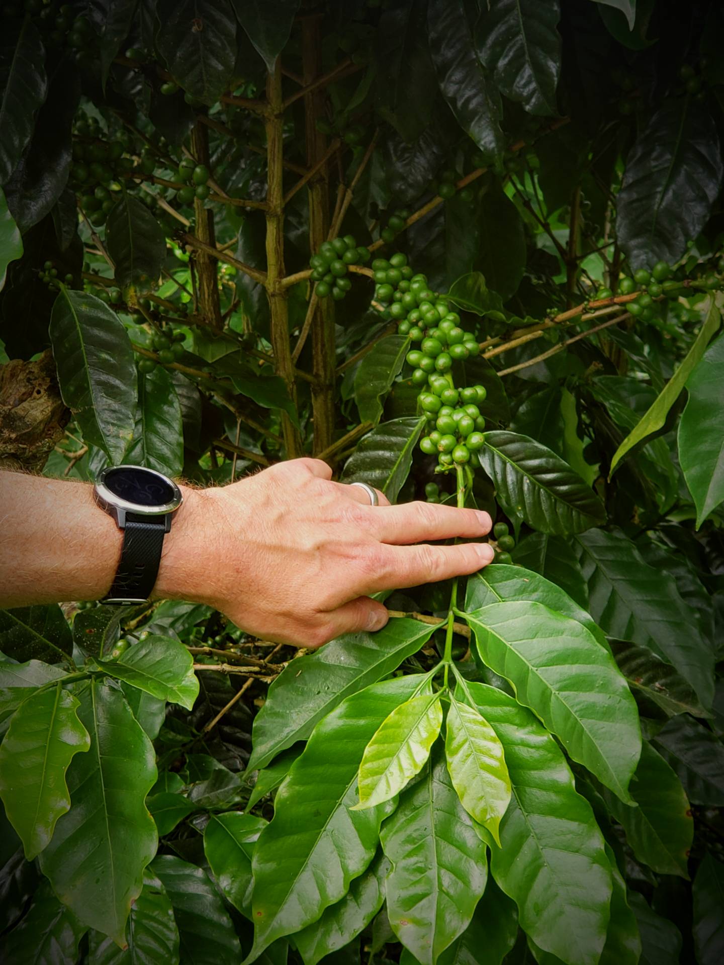 El Recreo Coffee Estate, Jinotega, Nicaragua