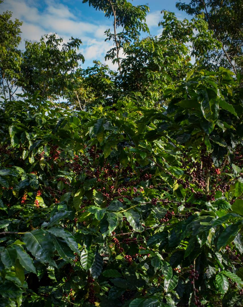 Shade-Grown coffee at the El Recreo Coffee Farm in Jinotega, Nicaragua