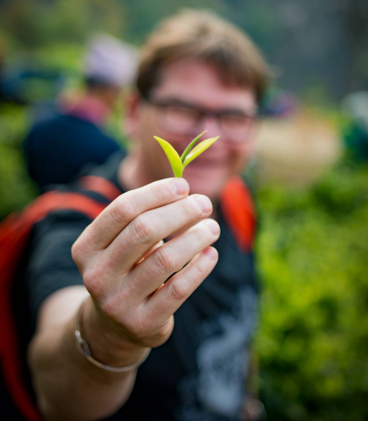 Organic tea from a tea field in Nepal.