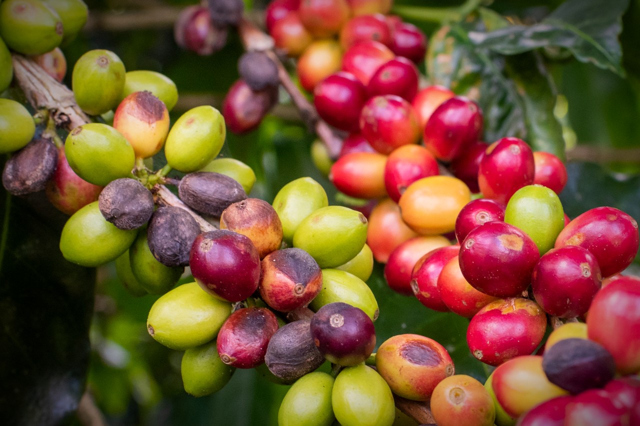 Green and Red Coffee Cherries at El Recreo Coffee Farm, Jinotega, Nicaragua