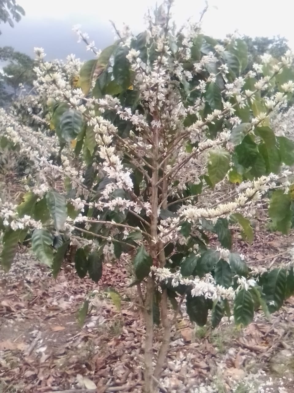 Coffee Tree in bloom at El Recreo Coffee Farm, Jinotega, Nicaragua