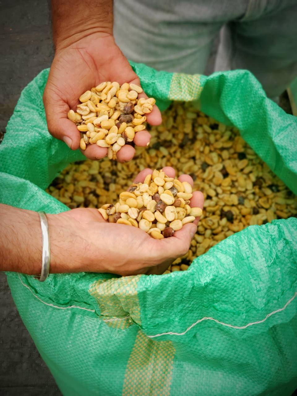 Coffee beans at the El Recreo Coffee Estate