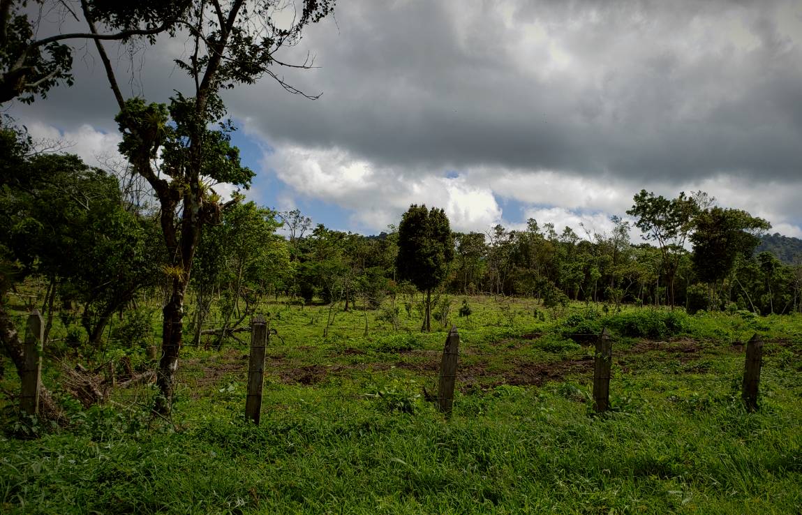 Abandoned coffee farm in Nicaragua