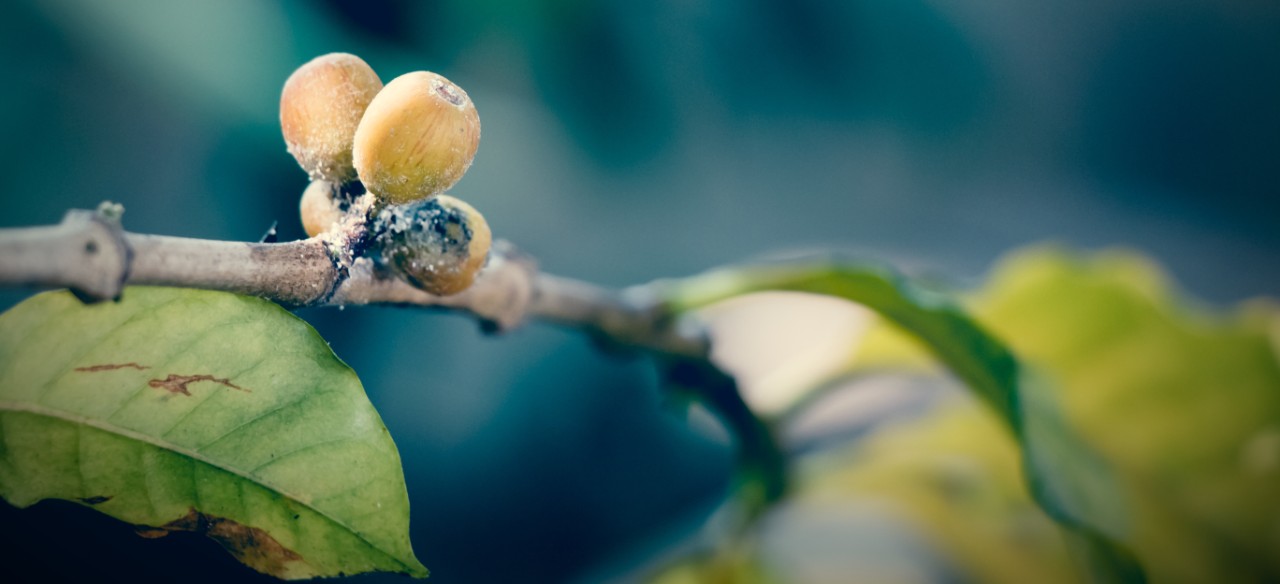 shutterfly stock photo coffee rust