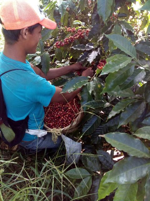 picking at El Recreo