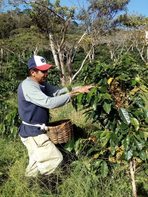 picking at El Recreo