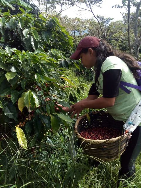 picking at El Recreo