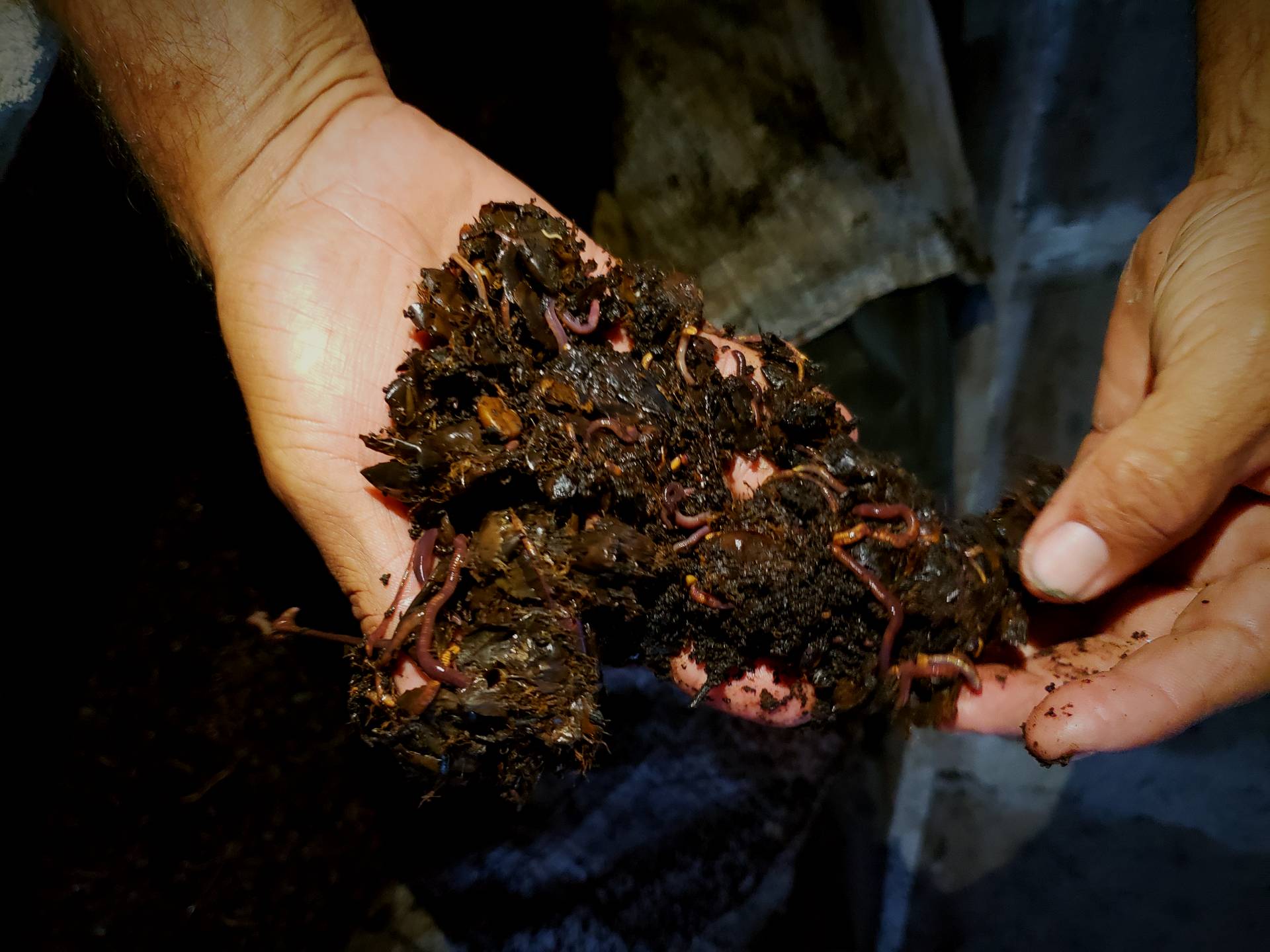 Composting Coffee Grounds