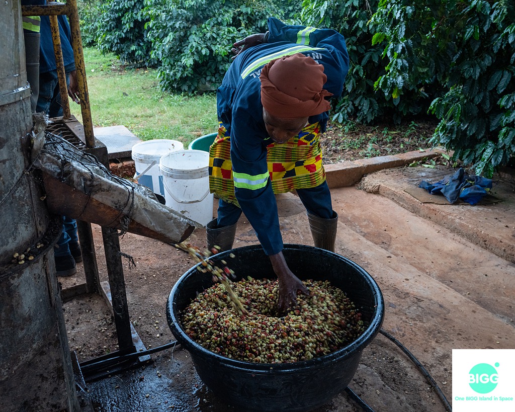 Living Hope: What they've been up to on the coffee farm