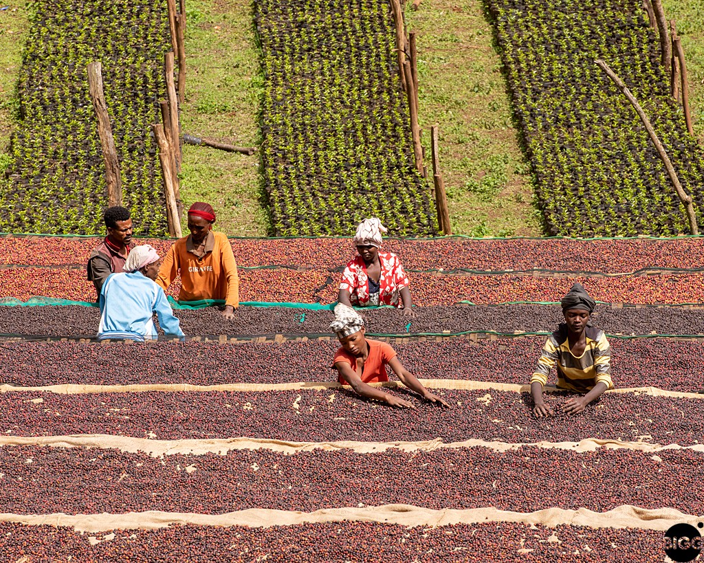 Ethiopia the Coffee