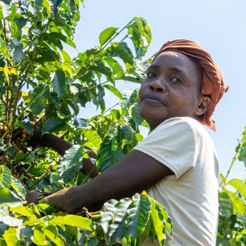 Shelly Matipula and the economic impact of coffee