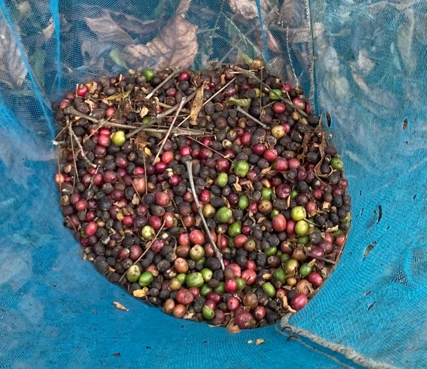 Sierra Leone