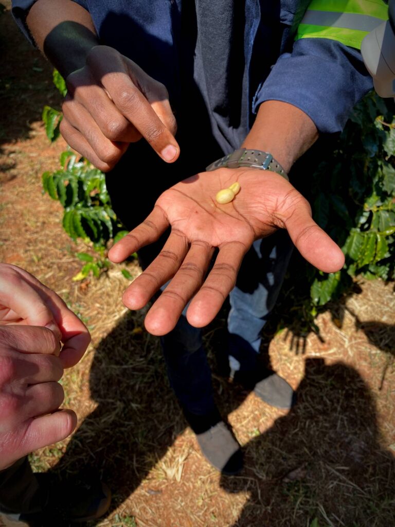 What they've been up to on the coffee farm