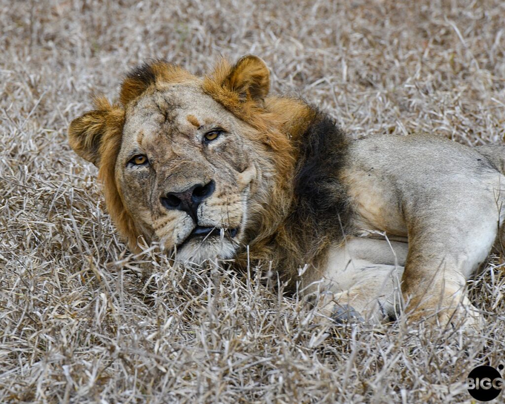 Going to Gorongosa