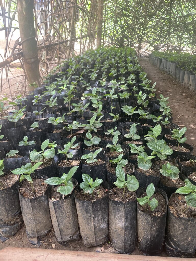 Planting Seeds a Sierra Leone Update
