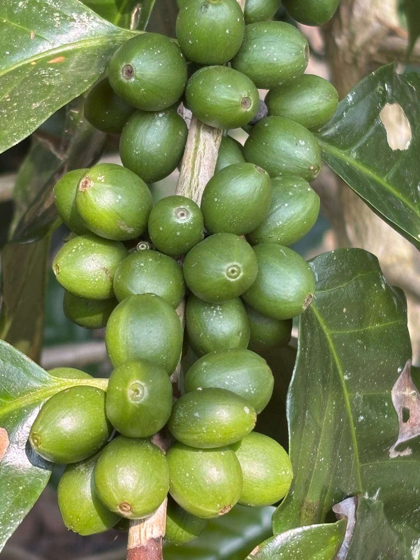 Trusting the Coffee Experts