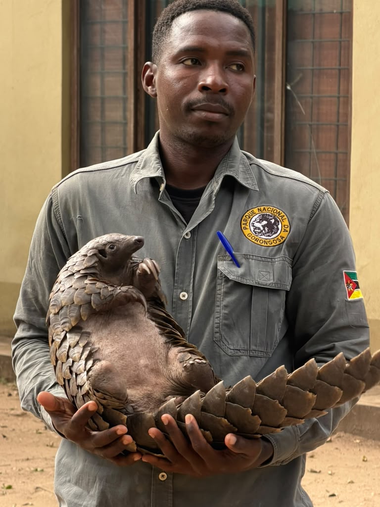 OBIIS in Gorongosa
