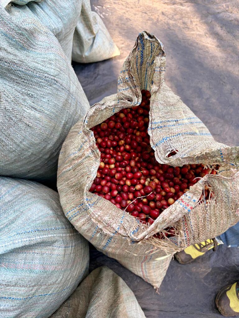 OBIIS in Gorongosa
