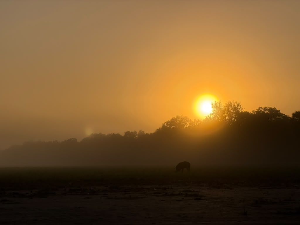 OBIIS in Gorongosa
